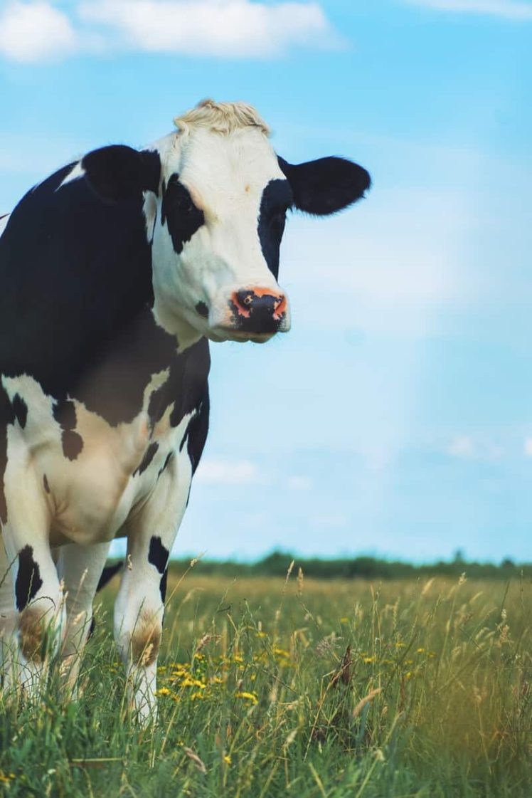Obter lista de mails Mailcow