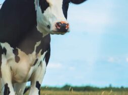 white and brown cow