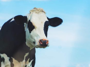 white and brown cow