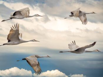 flock of birds flying under blue sky during daytime